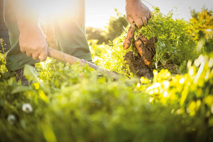 Agricultura pe înțelesul tuturor – Cum să ne protejăm ecologic grădina, casa și gospodăria (1)