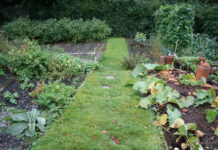 Agricultura pe înțelesul tuturor – Perioada de vegetație, recoltare și producția potențială a legumelor în grădina familială