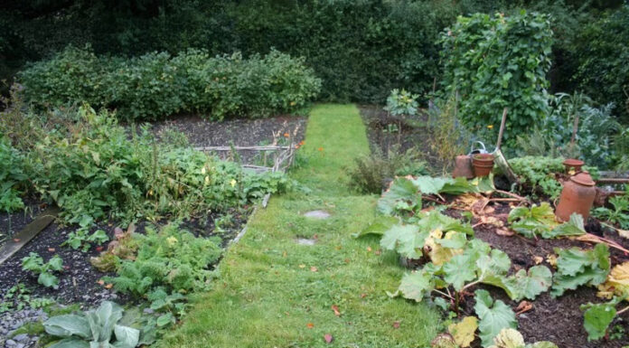 Agricultura pe înțelesul tuturor – Perioada de vegetație, recoltare și producția potențială a legumelor în grădina familială