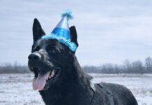 FOTO: Moment inedit la IPJ Gorj