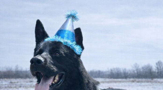 FOTO: Moment inedit la IPJ Gorj