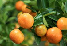 Agricultura pe înțelesul tuturor – Pledoarie pentru cultura arbuștilor fructiferi în grădinile familiale (3)