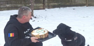 ,,Acțiune” specială a polițiștilor pentru câinele de urmă Max