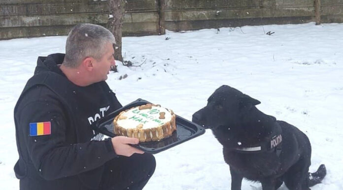 ,,Acțiune” specială a polițiștilor pentru câinele de urmă Max