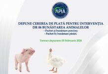 APIA: Bani pentru crescătorii de porci și păsări