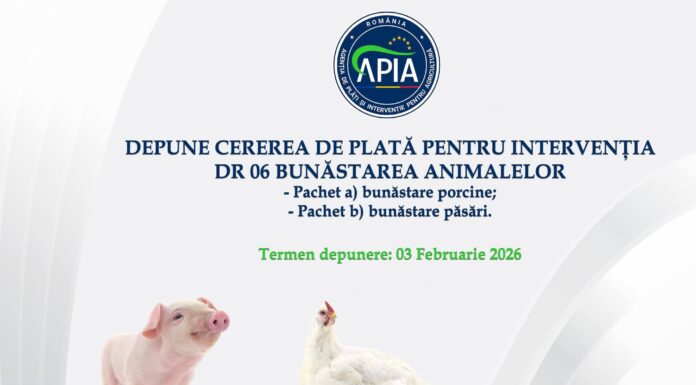 APIA: Bani pentru crescătorii de porci și păsări
