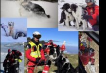 Câinii Salvamont, în peste 100 de misiuni!