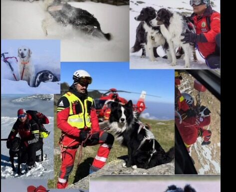 Câinii Salvamont, în peste 100 de misiuni!