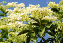 Agricultura pe înțelesul tuturor – Pledoarie pentru cultura arbuștilor fructiferi în grădinile familiale (4)