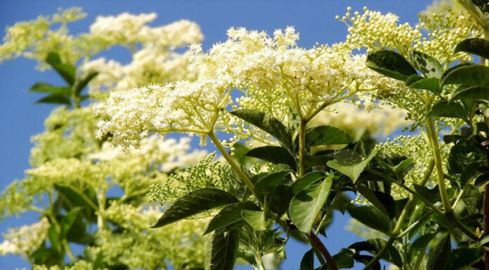 Agricultura pe înțelesul tuturor – Pledoarie pentru cultura arbuștilor fructiferi în grădinile familiale (4)