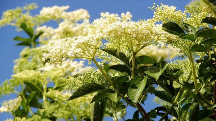 Agricultura pe înțelesul tuturor – Pledoarie pentru cultura arbuștilor fructiferi în grădinile familiale (4)