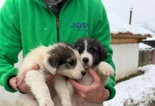 Stănești: Abandonați în frig, fără apă sau mâncare