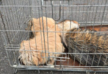 ANSVSA lansează un dialog național pentru gestionarea câinilor fără stăpân