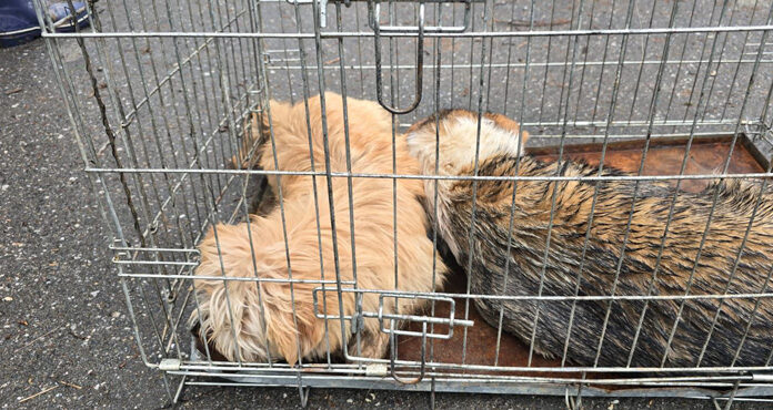 ANSVSA lansează un dialog național pentru gestionarea câinilor fără stăpân