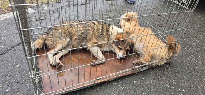 Mai mulți câini fără stăpâni, lăsați să moară la Arcani