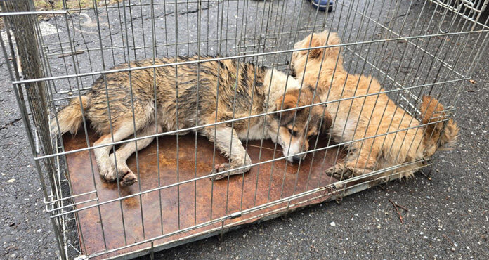 Mai mulți câini fără stăpâni, lăsați să moară la Arcani