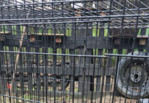 Se anunță controale în adăposturile canine