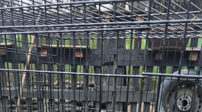 Se anunță controale în adăposturile canine