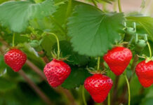 Agricultura pe înțelesul tuturor – Pledoarie pentru cultura arbuștilor fructiferi în grădinile familiale (1)