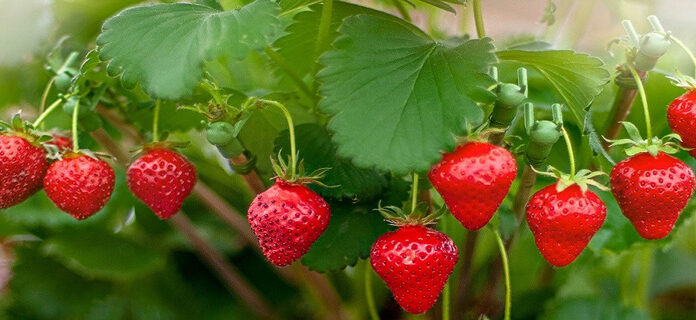 Agricultura pe înțelesul tuturor – Pledoarie pentru cultura arbuștilor fructiferi în grădinile familiale (1)