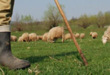 Parchetul a atacat sentința în dosarul ciobanului acuzat de tentativă de omor