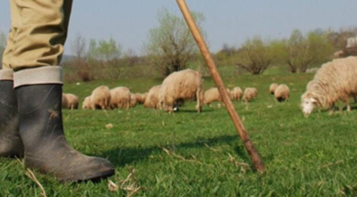 Parchetul a atacat sentința în dosarul ciobanului acuzat de tentativă de omor