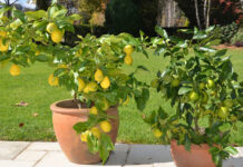 Agricultura pe înțelesul tuturor – Pledoarie pentru cultura arbuștilor fructiferi în grădinile familiale (2)