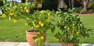 Agricultura pe înțelesul tuturor – Pledoarie pentru cultura arbuștilor fructiferi în grădinile familiale (2)