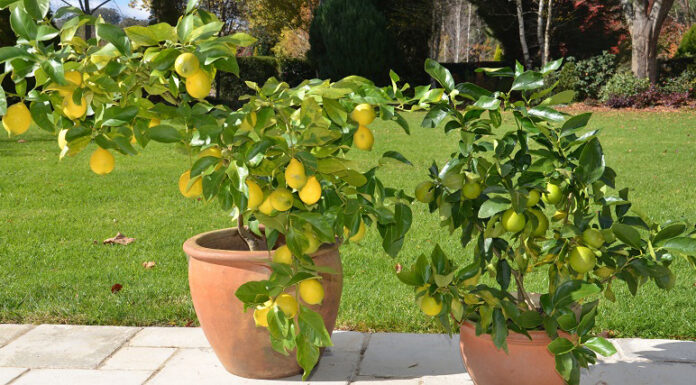 Agricultura pe înțelesul tuturor – Pledoarie pentru cultura arbuștilor fructiferi în grădinile familiale (2)