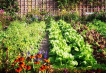 Agricultura pe înțelesul tuturor – Rotația culturilor legumicole