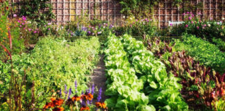 Agricultura pe înțelesul tuturor – Rotația culturilor legumicole