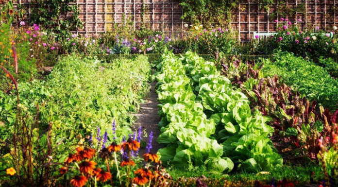 Agricultura pe înțelesul tuturor – Rotația culturilor legumicole