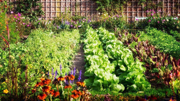 rotatie-legume-grupe