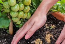 Agricultura pe înțelesul tuturor – Cum să ne protejăm ecologic grădina, casa și gospodăria (6)