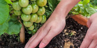 Agricultura pe înțelesul tuturor – Cum să ne protejăm ecologic grădina, casa și gospodăria (6)