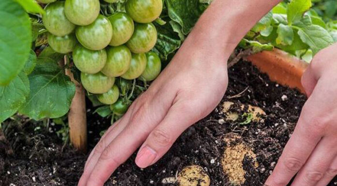 Agricultura pe înțelesul tuturor – Cum să ne protejăm ecologic grădina, casa și gospodăria (6)