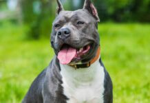 Reținut pentru că a ucis un câine, metis de Amstaff, după ce fiul său l-a reclamat la Poliție