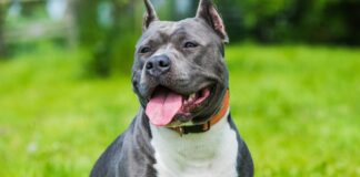 Reținut pentru că a ucis un câine, metis de Amstaff, după ce fiul său l-a reclamat la Poliție