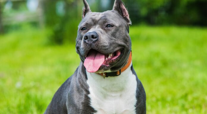 Reținut pentru că a ucis un câine, metis de Amstaff, după ce fiul său l-a reclamat la Poliție