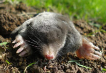 Agricultura pe înțelesul tuturor – Cum să ne protejăm ecologic grădina și gospodăria (2)