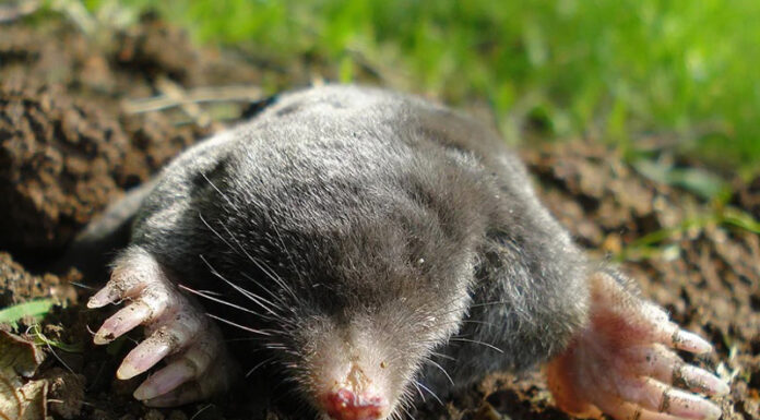 Agricultura pe înțelesul tuturor – Cum să ne protejăm ecologic grădina și gospodăria (2)