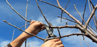 Agricultura pe înțelesul tuturor – Calendarul lucrărilor agricole în luna februarie