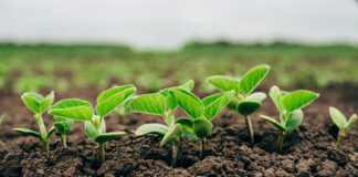 Agricultura pe înțelesul tuturor – Cum să ne protejăm ecologic grădina, casa și gospodăria (4)