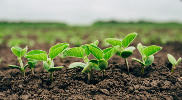 Agricultura pe înțelesul tuturor – Cum să ne protejăm ecologic grădina, casa și gospodăria (4)