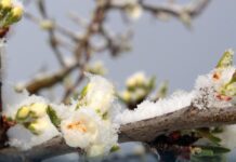 Sprijin financiar pentru pomicultorii afectați de îngheț