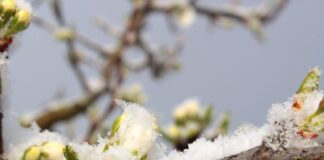 Sprijin financiar pentru pomicultorii afectați de îngheț