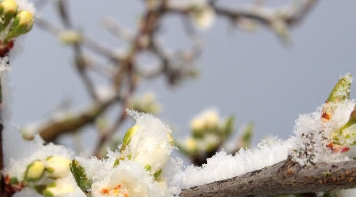 Sprijin financiar pentru pomicultorii afectați de îngheț