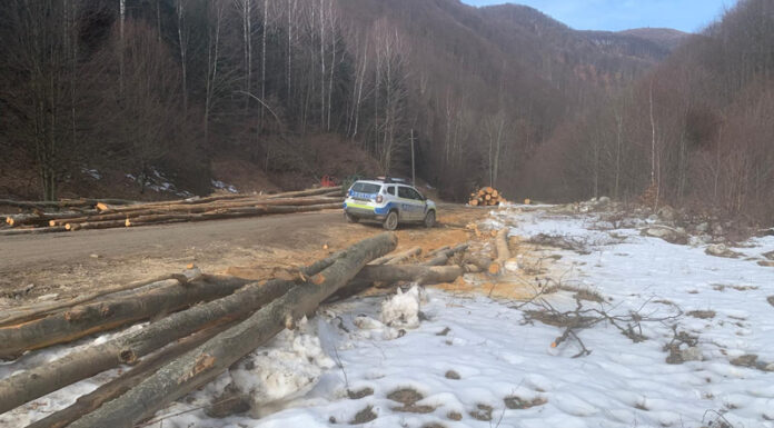 Descoperirea făcută de polițiști în cazul unui bărbat care a furat lemne dintr-un canton din Baia de Fier