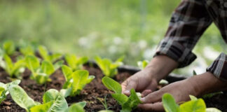 Agricultura pe înțelesul tuturor – Cum să ne protejăm ecologic grădina, casa și gospodăria (3)