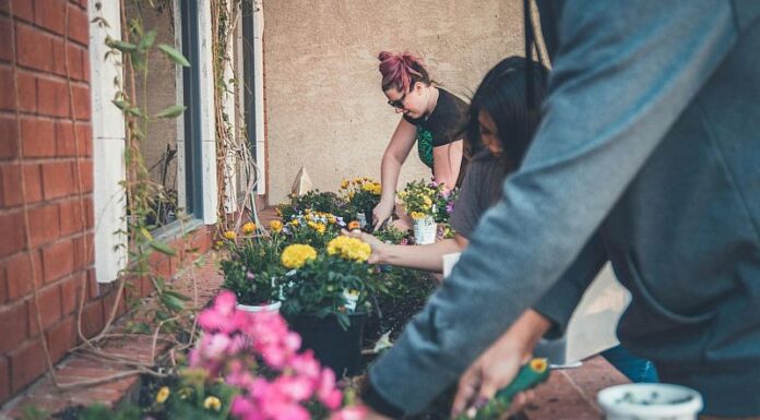 Curățenia de primăvară în grădină: startul care face diferența tot anul